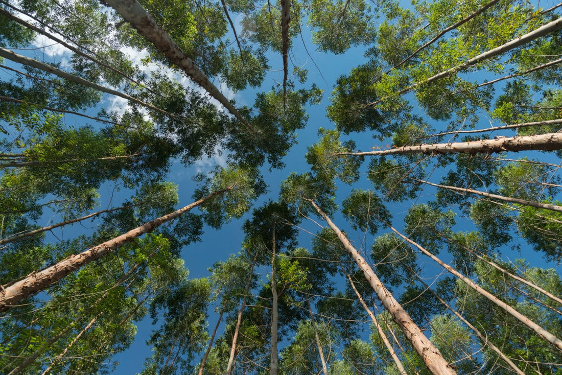 bosques de arauco, vista inferior